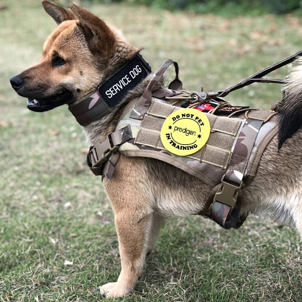 Verstellbares taktisches Sicherheitsgeschirr für Hunde für ultimativen Komfort und Sicherheit