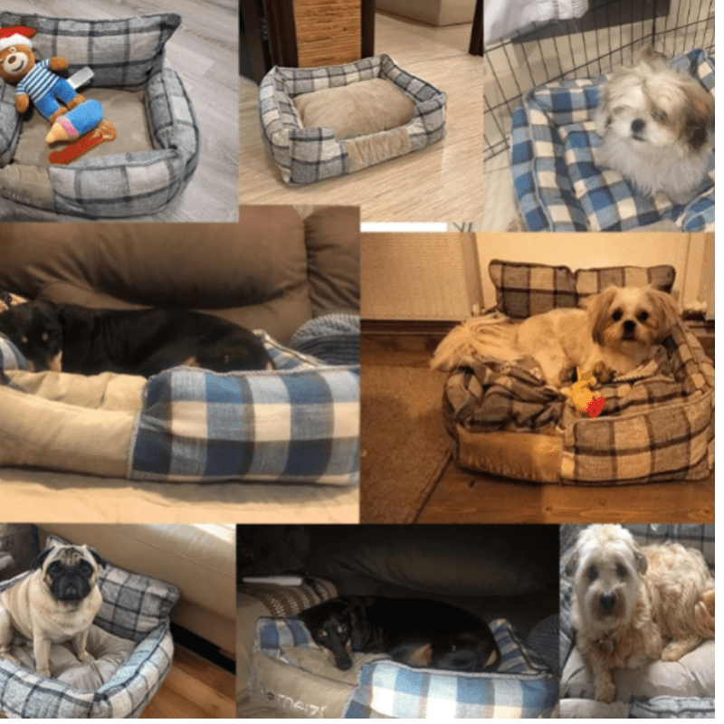Ultimatives bequemes tragbares Hund- und Katzenbett für jede Jahreszeit