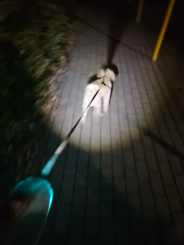 Ultimative Hundesicherheit: LED-Beleuchtung und 5m Reichweite für nächtliche Spaziergänge