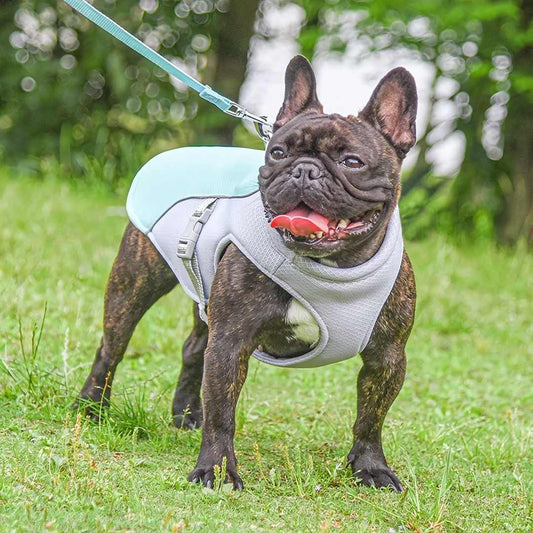 Erfrischender Hitzeschutz für Hunde im Sommer