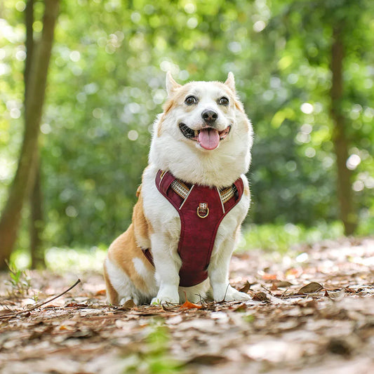 Atmungsaktives Nylon-Trainingsgeschirr für Hunde - Bequem und atmungsaktiv für bessere Kontrolle