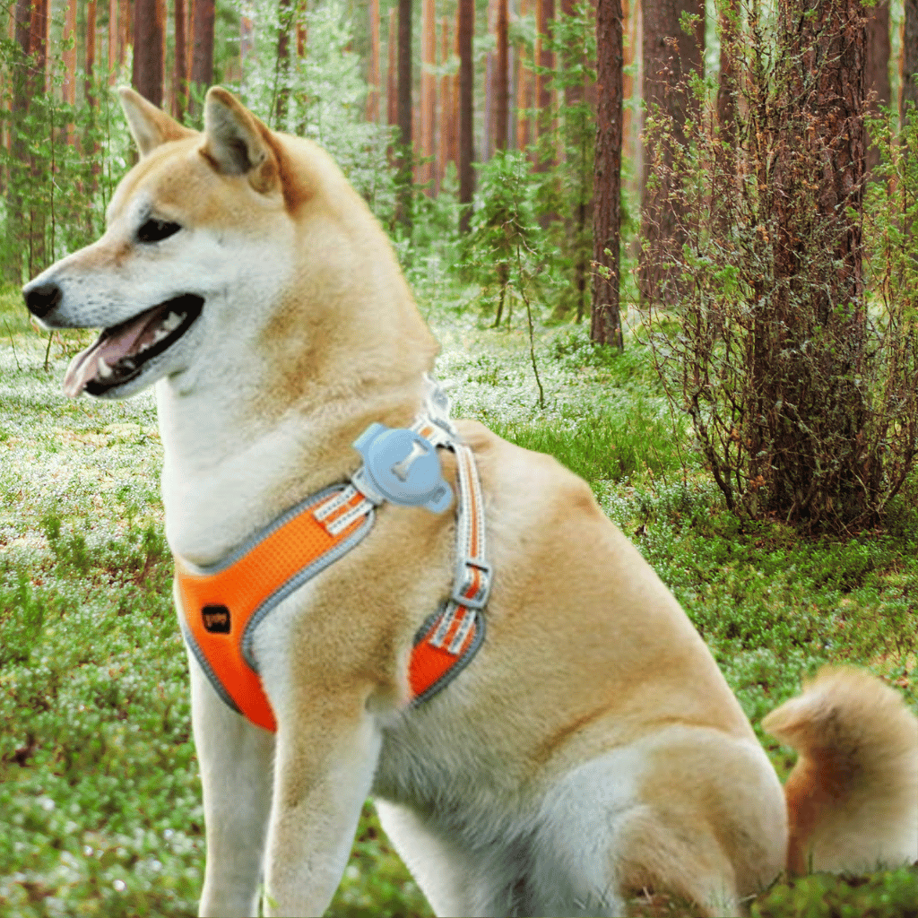 Halten Sie Ihr Haustier zuverlässig und immer informiert