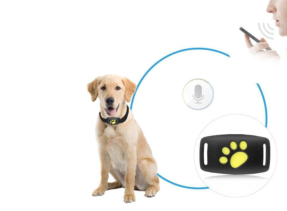 GPS-Tracking-System für Katzen mit Live-Tracking und Echtzeit-Updates