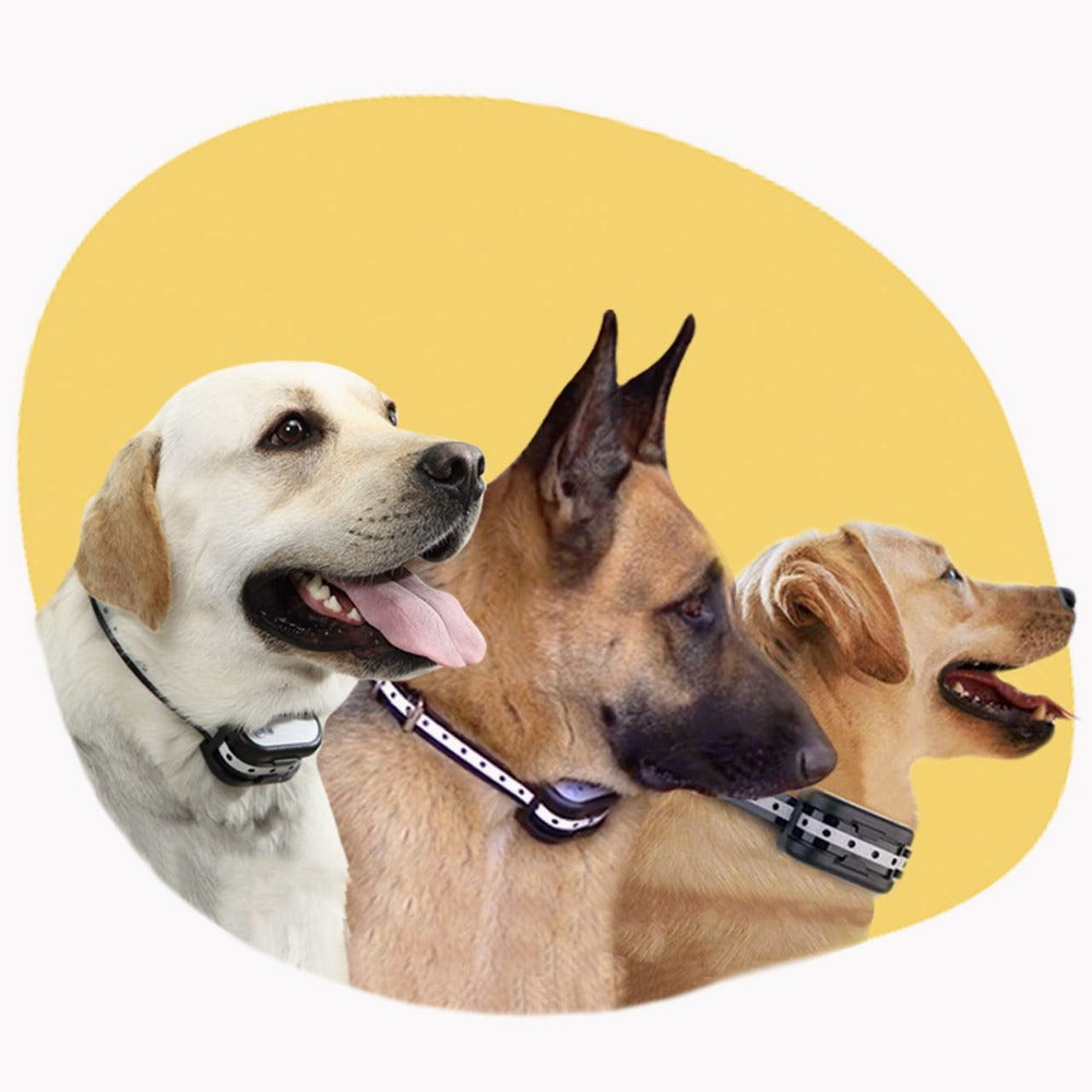 Optimaler Schutz und Komfort für die Pfoten Ihres Haustiers