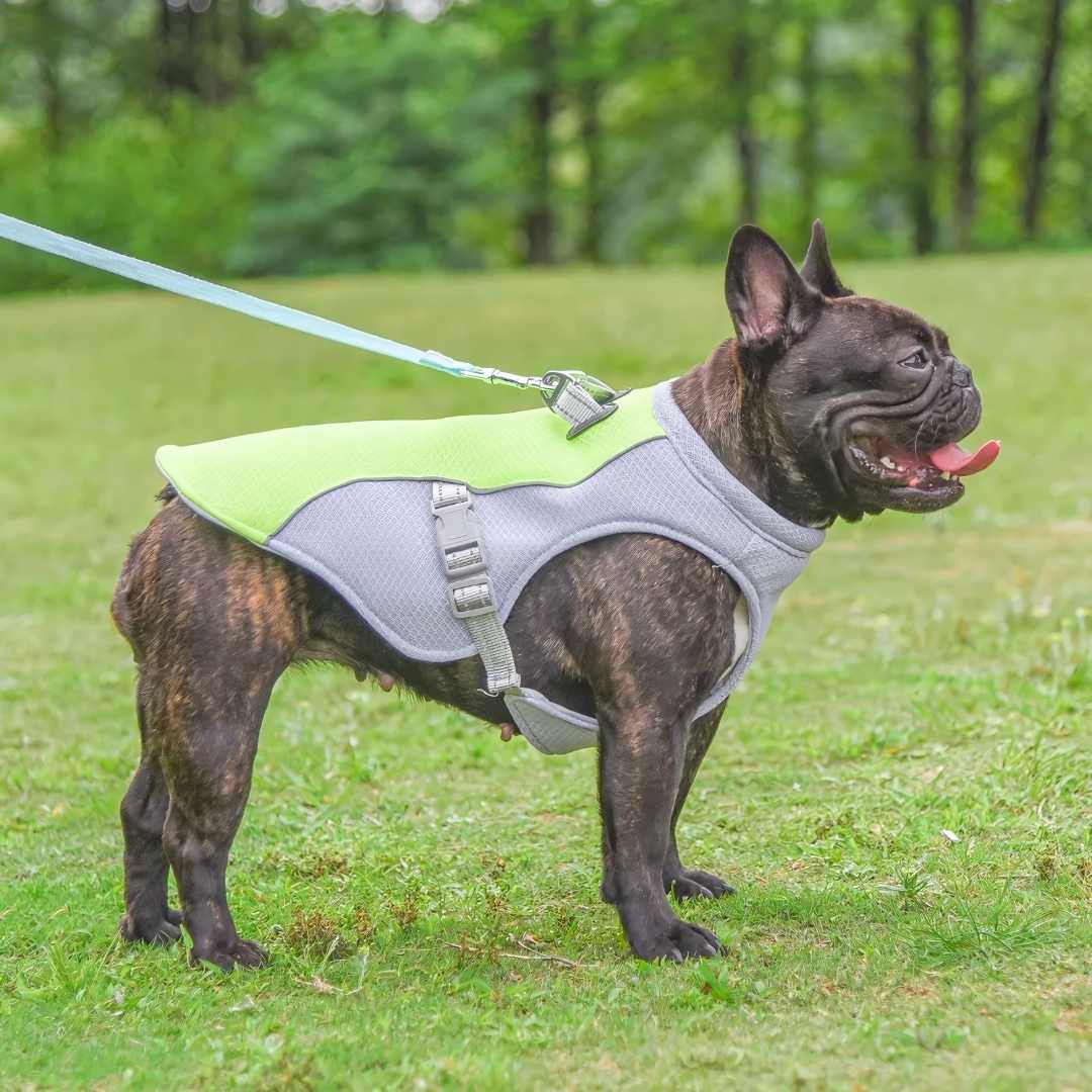 Erfrischender Hitzeschutz für Hunde im Sommer