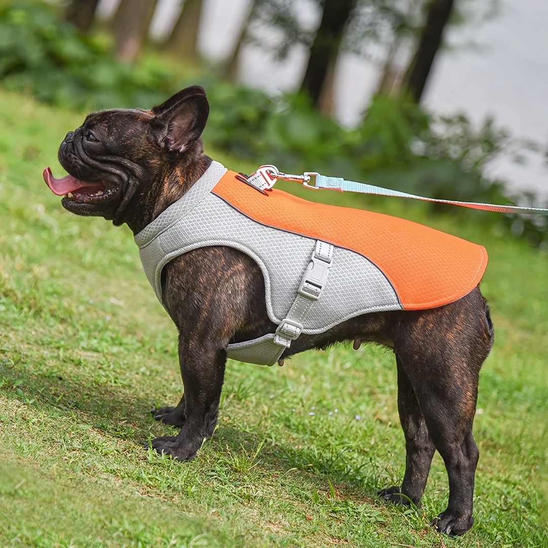 Erfrischender Hitzeschutz für Hunde im Sommer