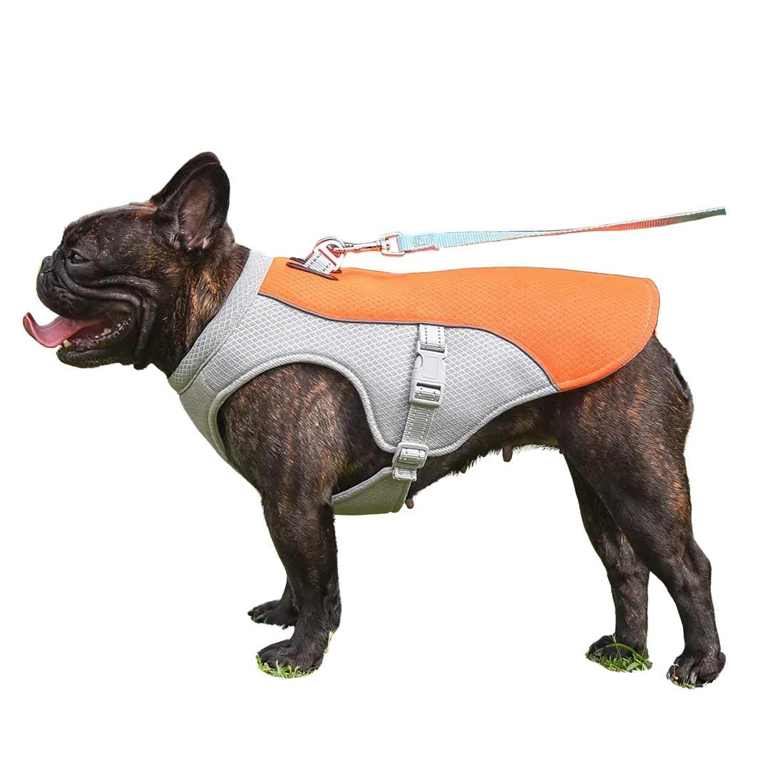 Erfrischender Hitzeschutz für Hunde im Sommer