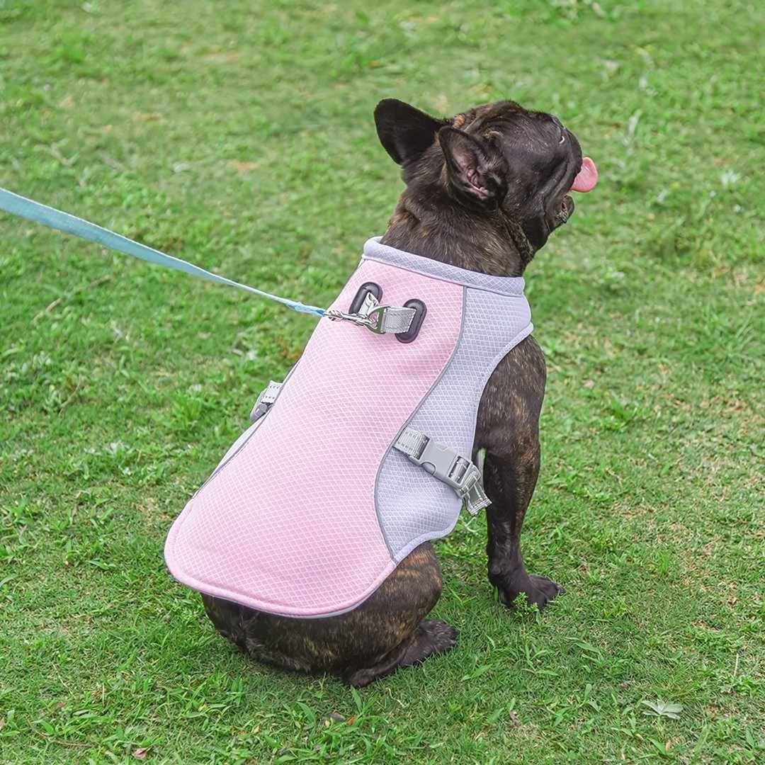 Erfrischender Hitzeschutz für Hunde im Sommer