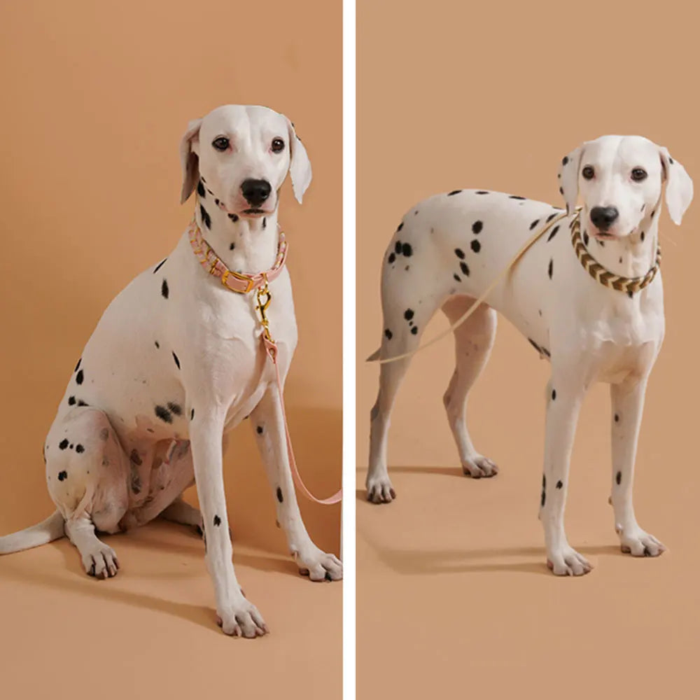 Lebendige und coole Hundehalsbänder für jeden abenteuerlustigen Hund