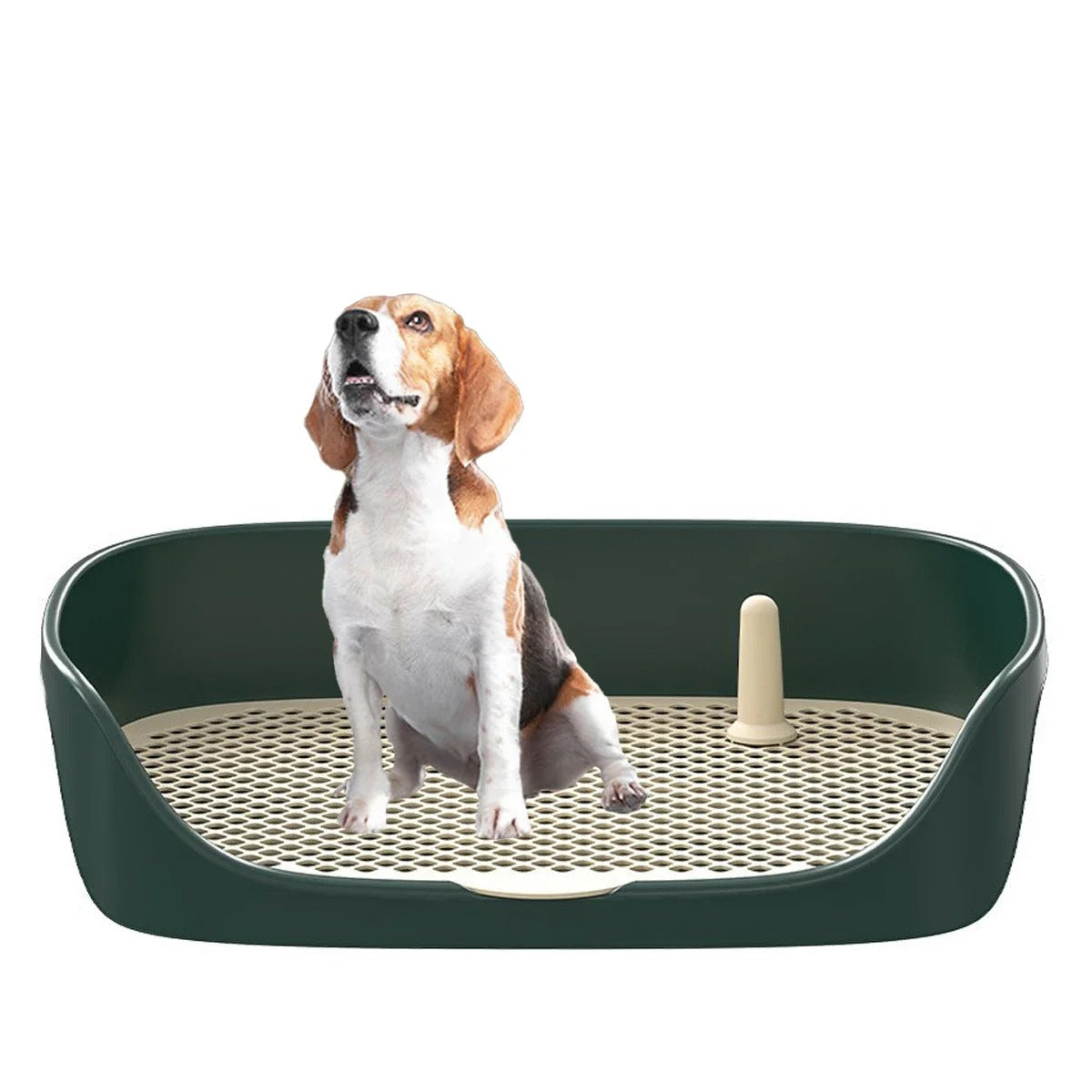 Bringen Sie Ihrem Hund das Töpfchentraining bei